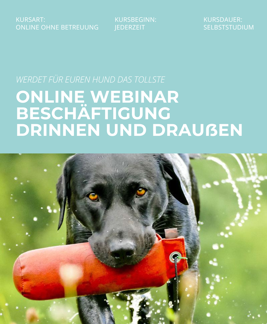 Hundetrainerausbildung Online - Pfötchenhof Pfalz