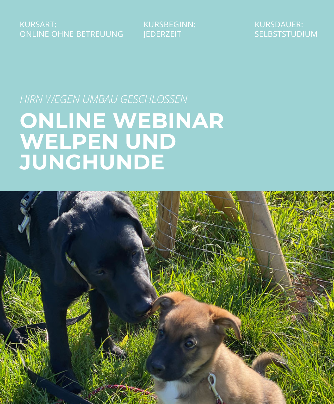 Hundetrainerausbildung Online - Pfötchenhof Pfalz