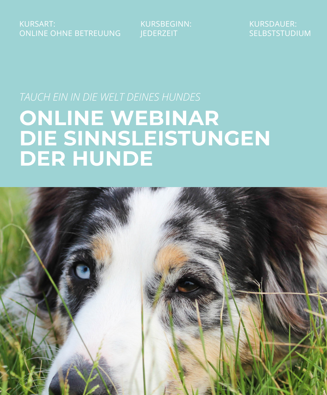 Hundetrainerausbildung Online - Pfötchenhof Pfalz