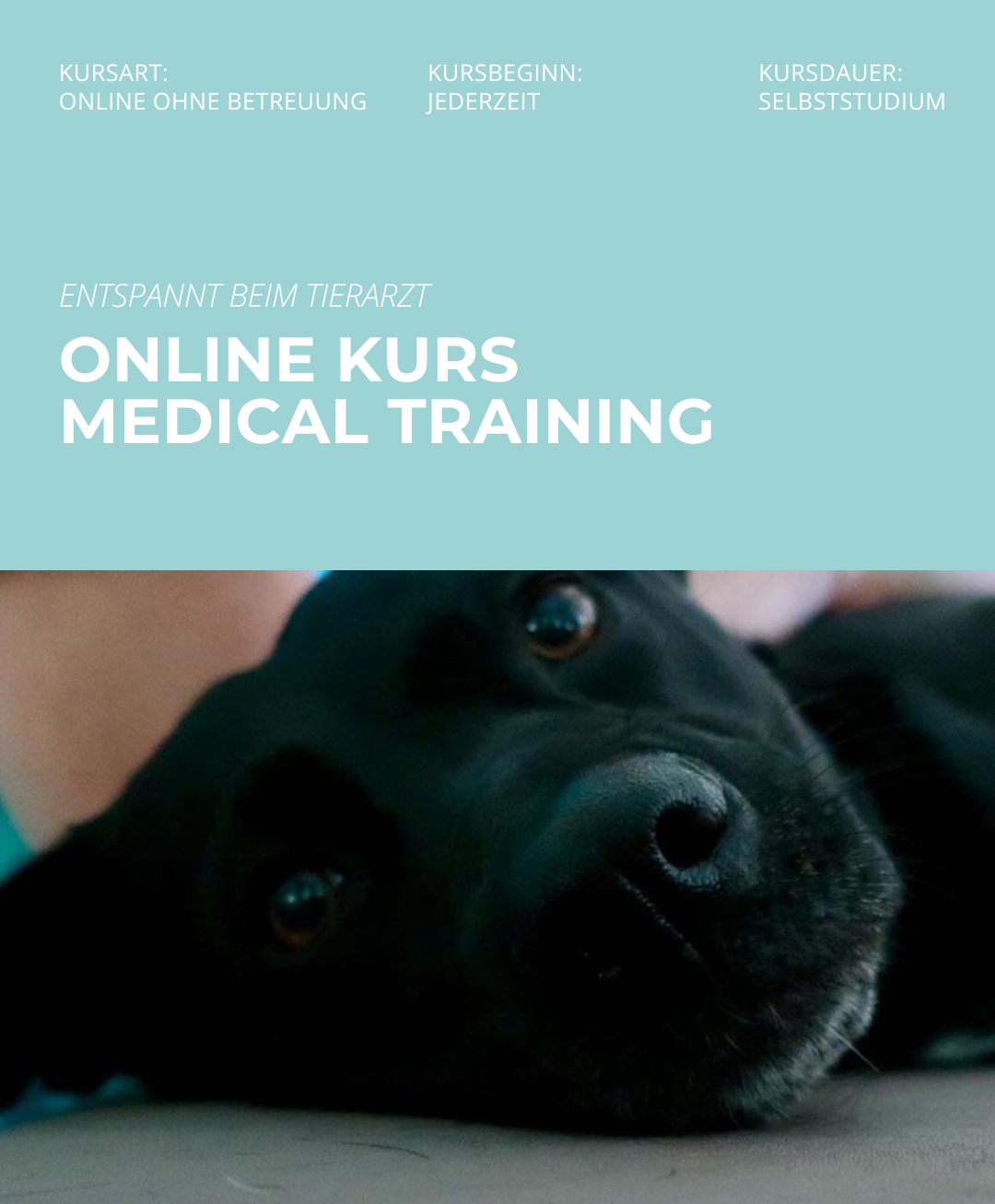 Hundetrainerausbildung Online - Pfötchenhof Pfalz