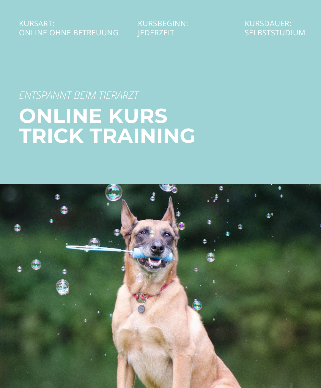 Hundetrainerausbildung Online - Pfötchenhof Pfalz