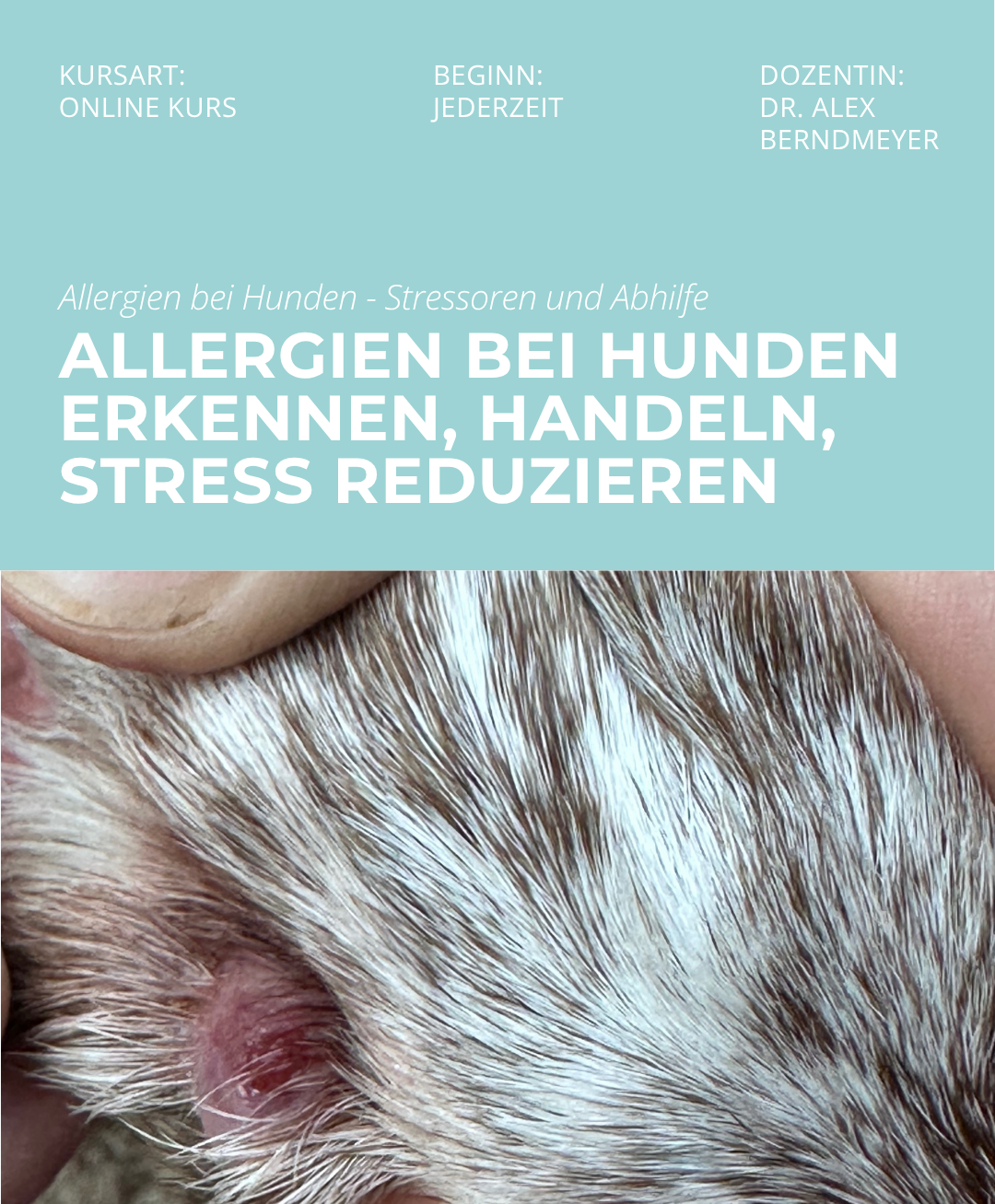 Hundetrainerausbildung Online - Pfötchenhof Pfalz