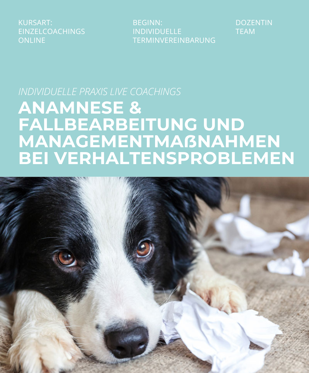 Hundetrainerausbildung Online - Pfötchenhof Pfalz