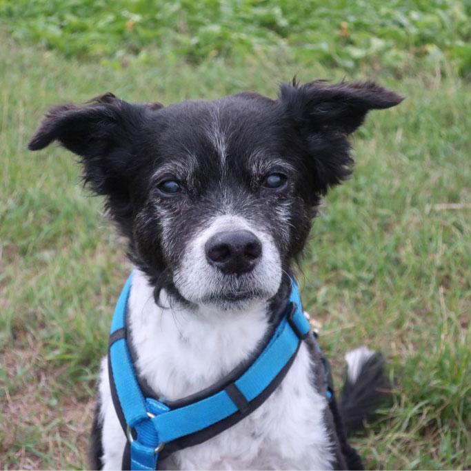 Hundetrainerausbildung Online - Pfötchenhof Pfalz