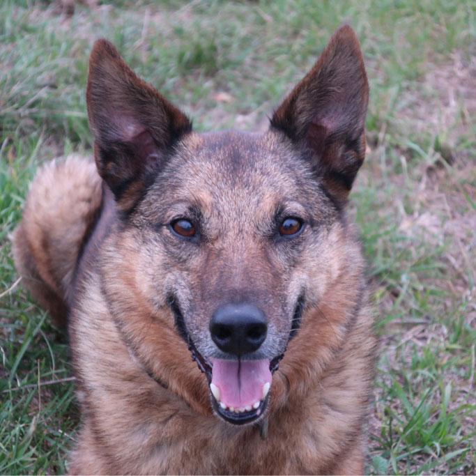 Hundetrainerausbildung Online - Pfötchenhof Pfalz