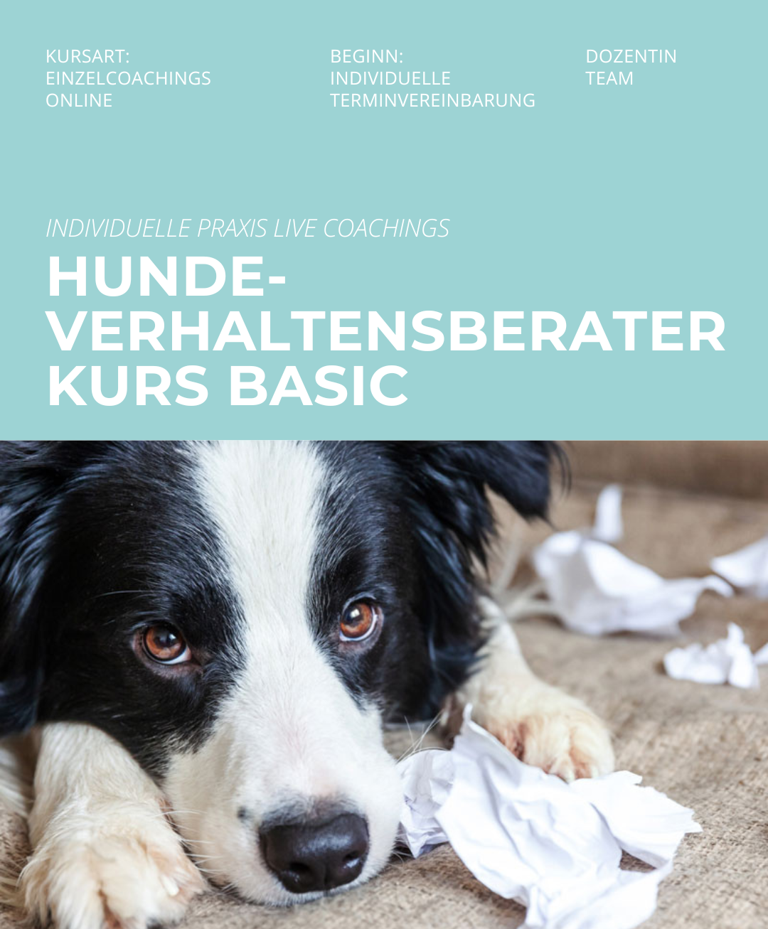 Hundetrainerausbildung Online - Pfötchenhof Pfalz