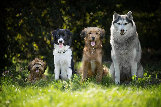 Hundetrainerausbildung Online - Pfötchenhof Pfalz