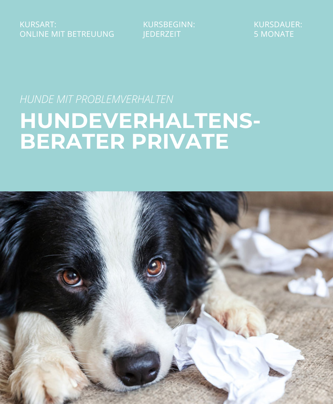 Hundetrainerausbildung Online - Pfötchenhof Pfalz