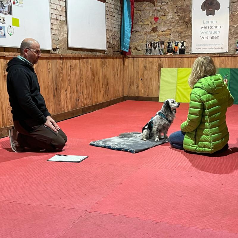 Hundetrainerausbildung Online - Pfötchenhof Pfalz