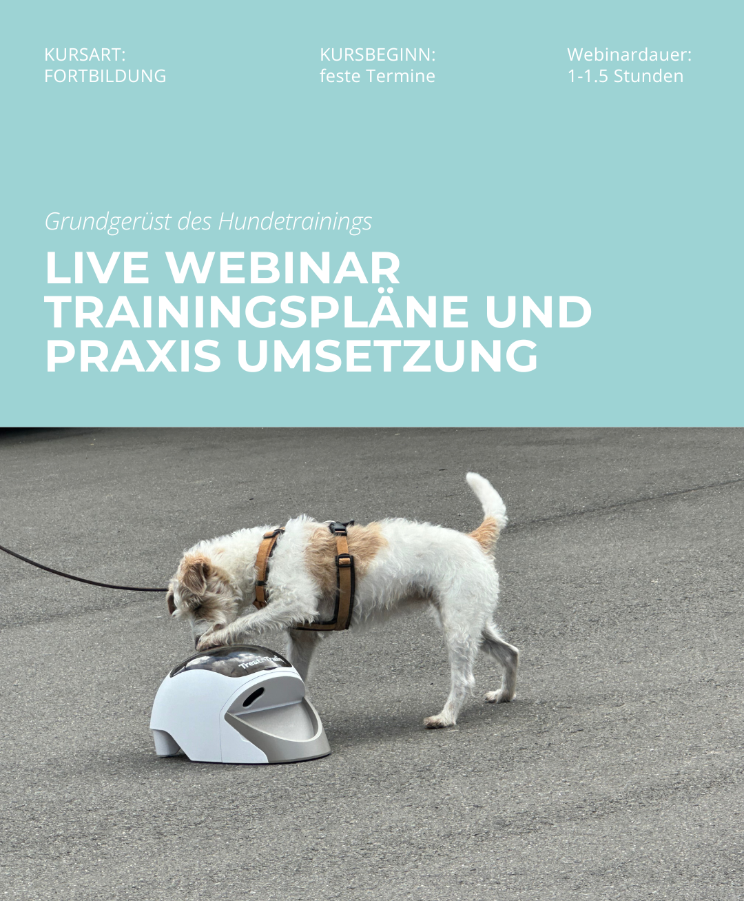 Hundetrainerausbildung Online - Pfötchenhof Pfalz