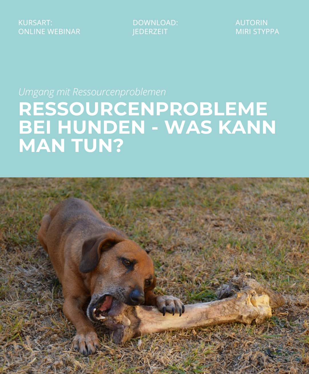 Hundetrainerausbildung Online - Pfötchenhof Pfalz
