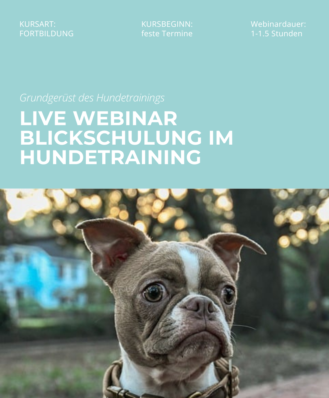 Hundetrainerausbildung Online - Pfötchenhof Pfalz