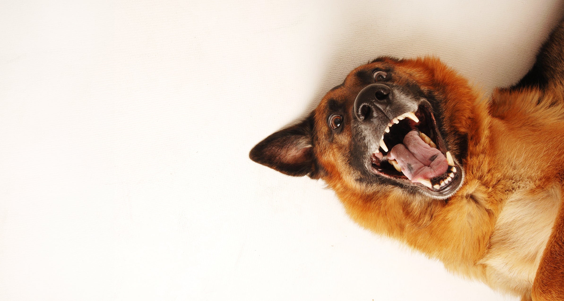 Hundetrainerausbildung Online - Pfötchenhof Pfalz